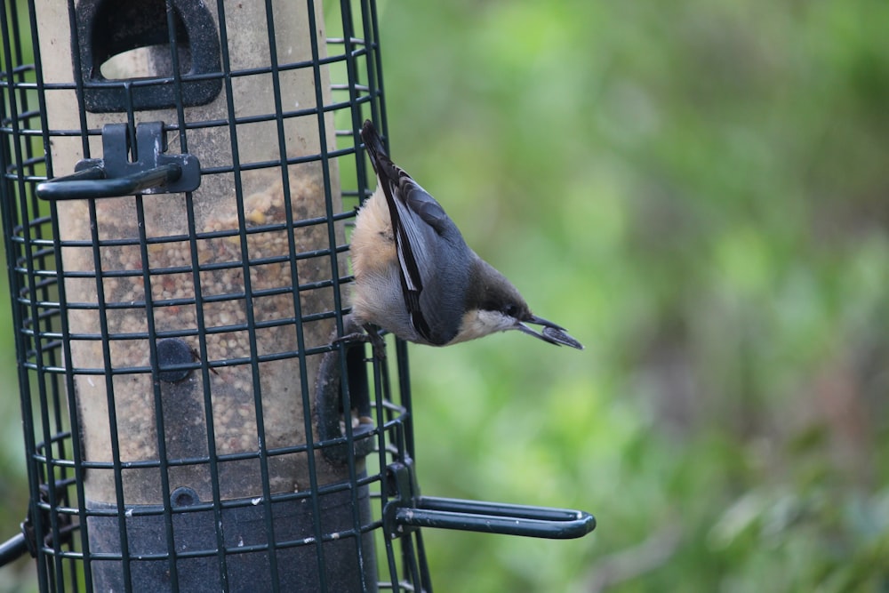 a bird hanging upside down from a bird feeder