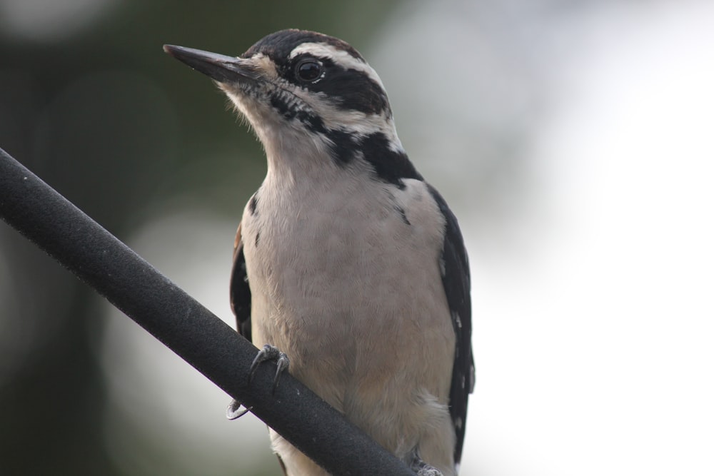 a bird sitting on a wire with its mouth open