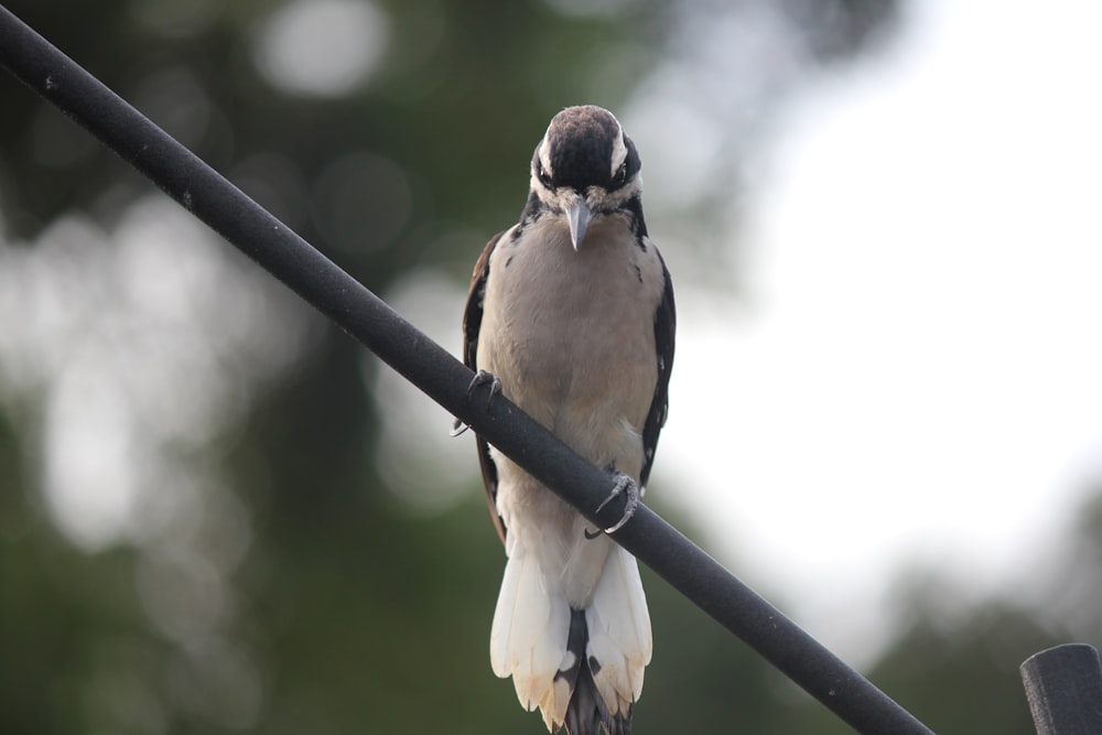 a bird perched on a power line with trees in the background