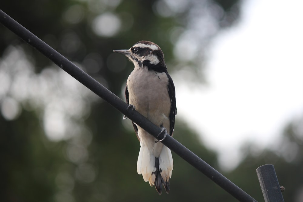 a small bird perched on a power line