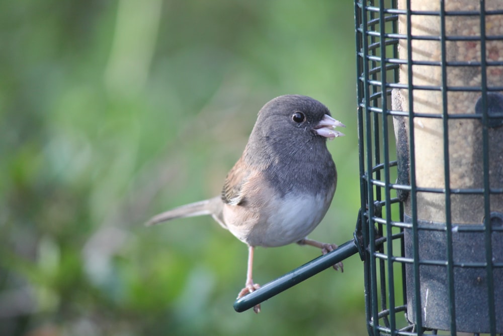 a small bird perched on a bird feeder