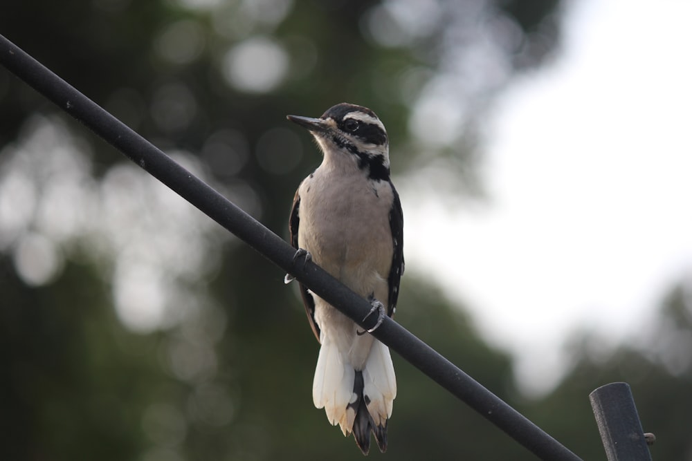 a bird sitting on a wire with trees in the background