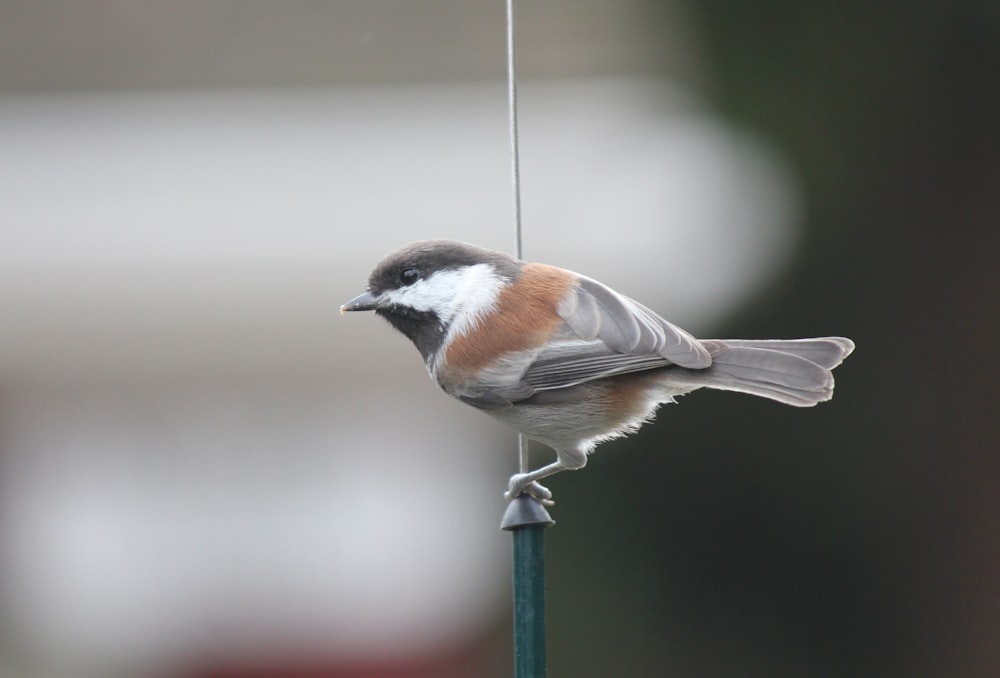 a small bird perched on top of a bird feeder