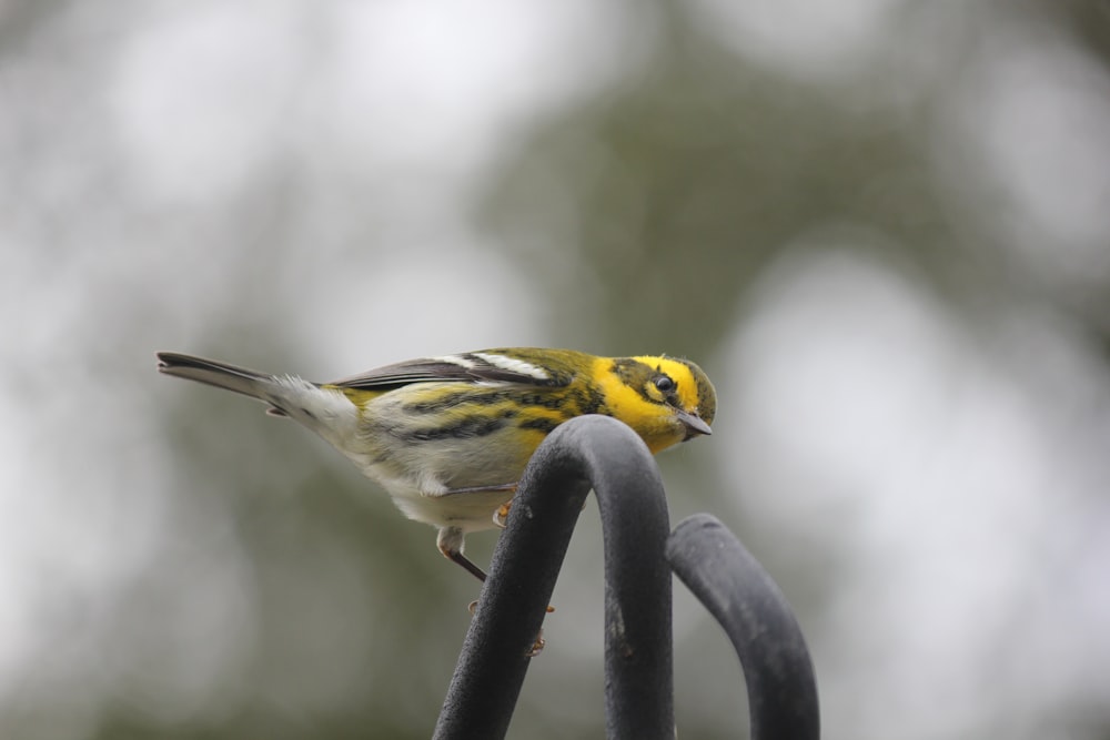 a small yellow and black bird perched on a metal pole
