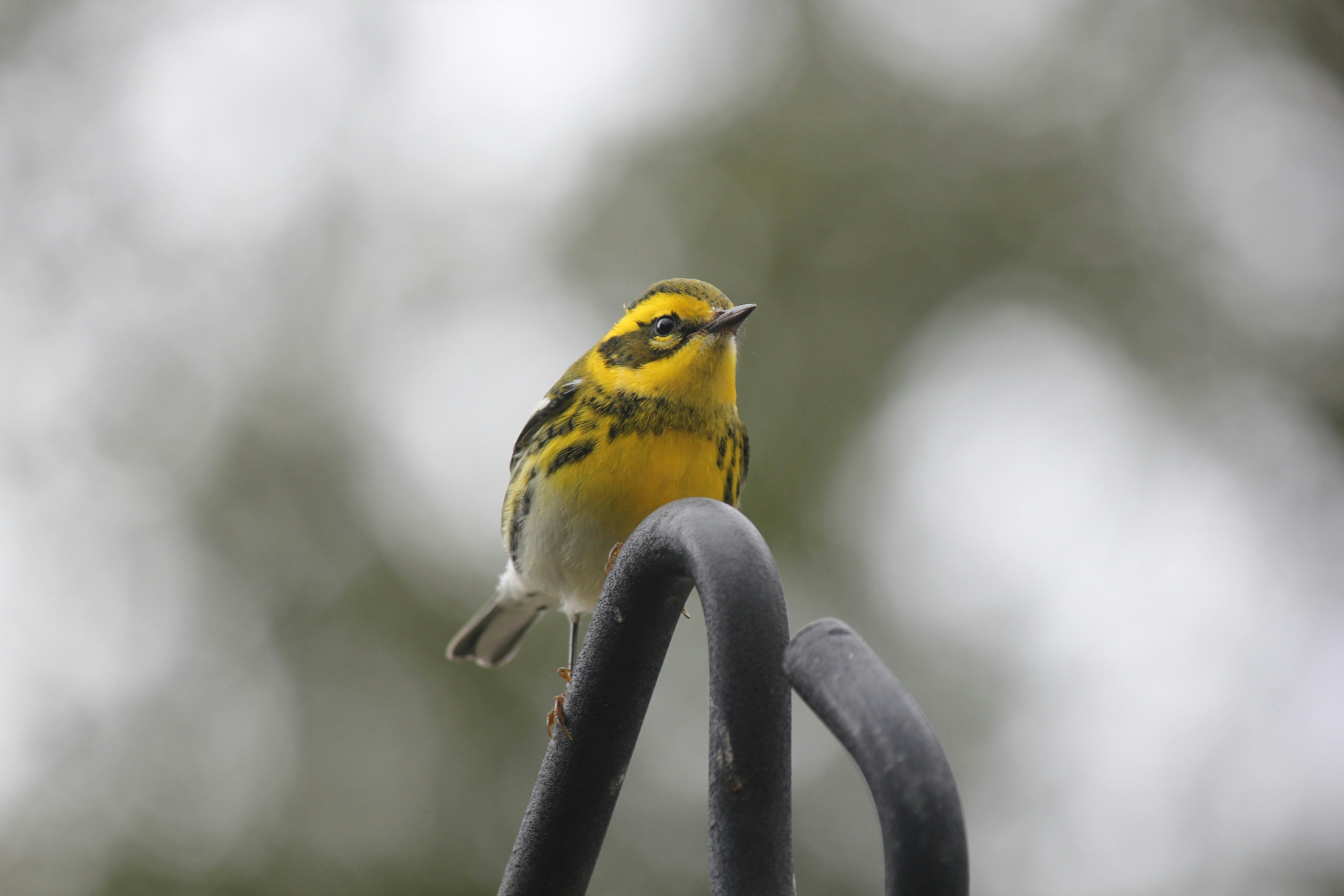 Yellow-headed Warbler