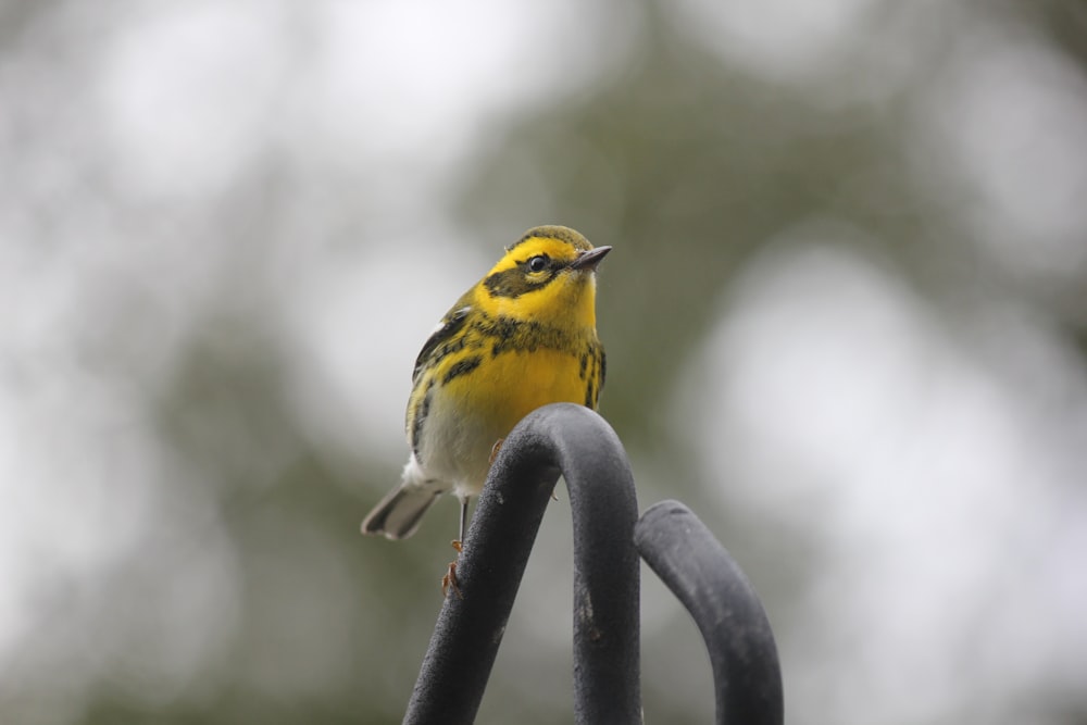 a small yellow bird perched on top of a metal fence