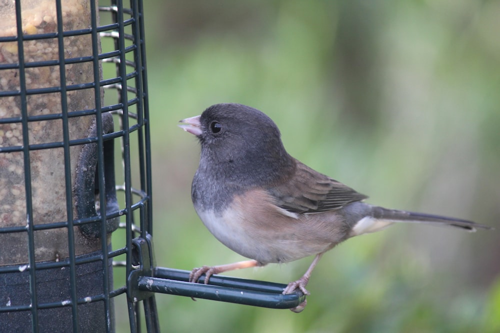 Ein kleiner Vogel sitzt auf einem Vogelhäuschen