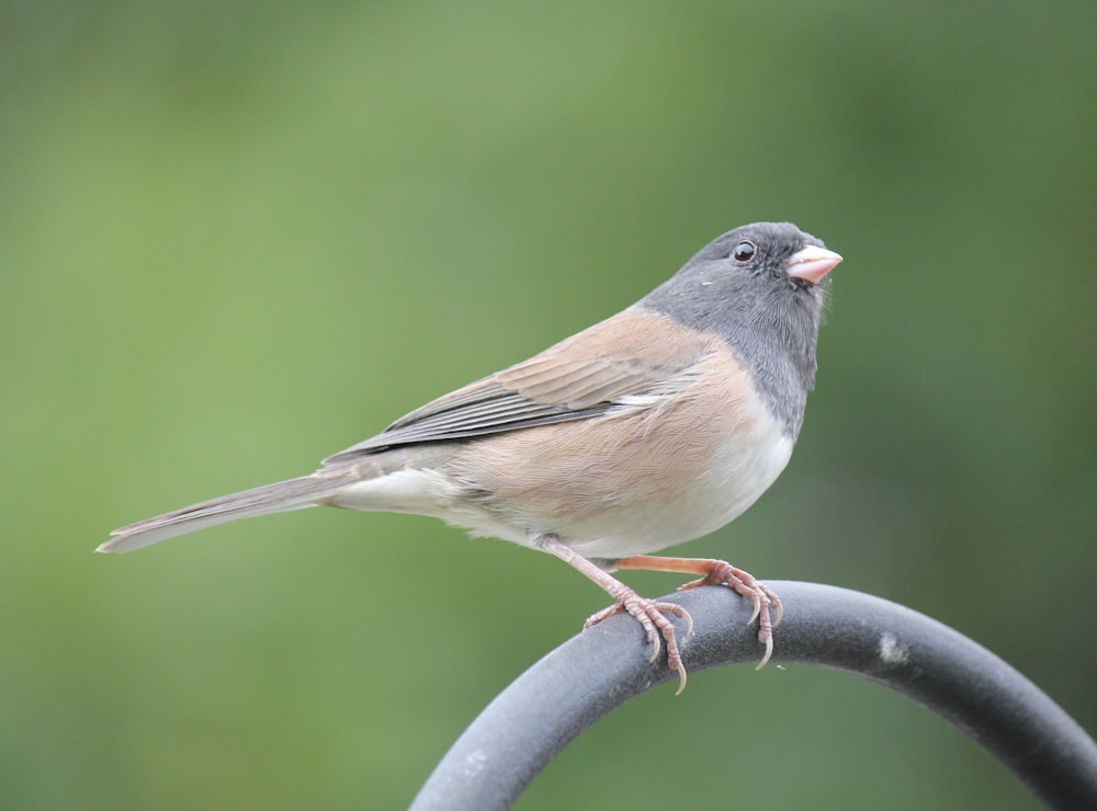 a small bird perched on top of a metal pole