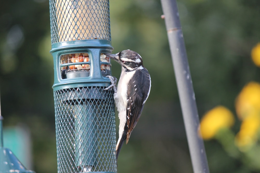 a bird perched on top of a blue bird feeder