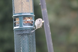 A small bird is perched on a cylindrical bird feeder filled with seeds. The feeder has a green mesh design with visible sections containing seeds. The bird appears to be holding a piece of food in its beak. The background is blurred and features natural, green hues.