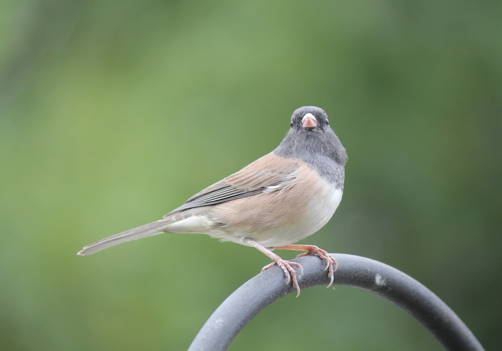 a small bird perched on top of a metal pole