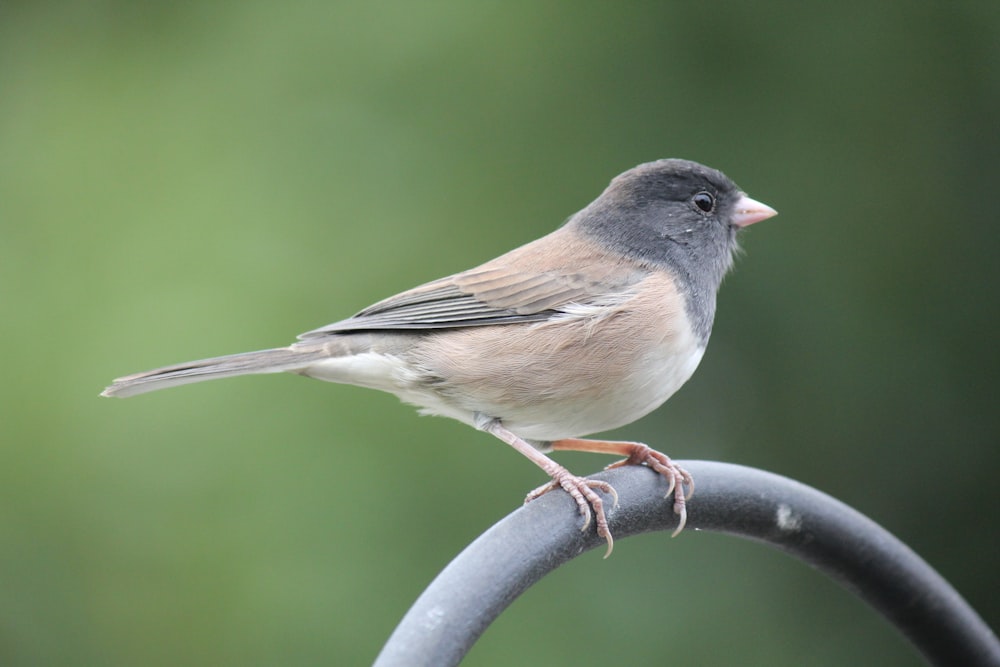 ein kleiner Vogel, der auf einer Metallstange sitzt