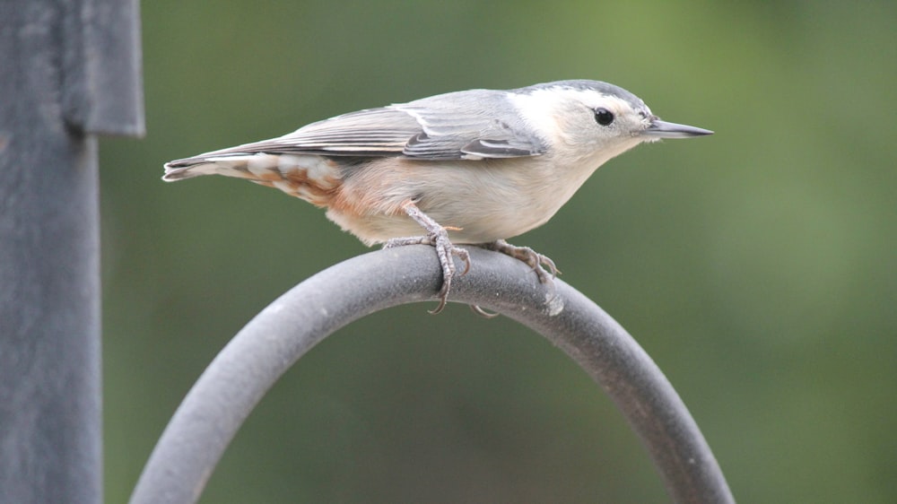 a small bird perched on top of a metal pole