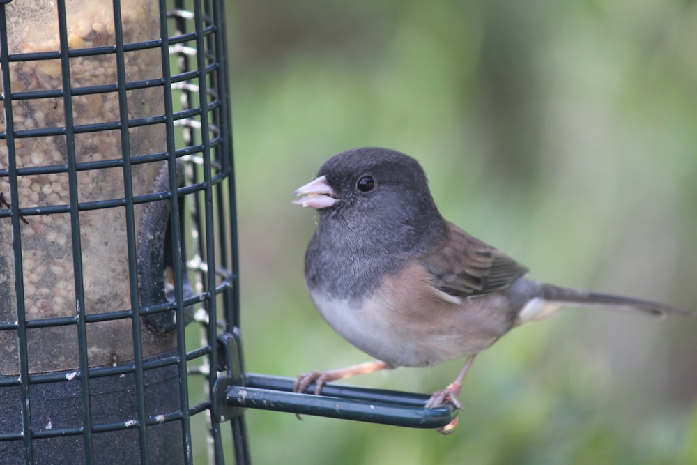 a bird that is standing on a bird feeder