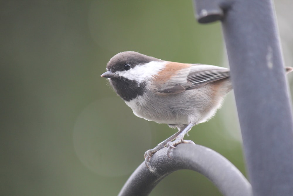 a small bird perched on top of a metal pole