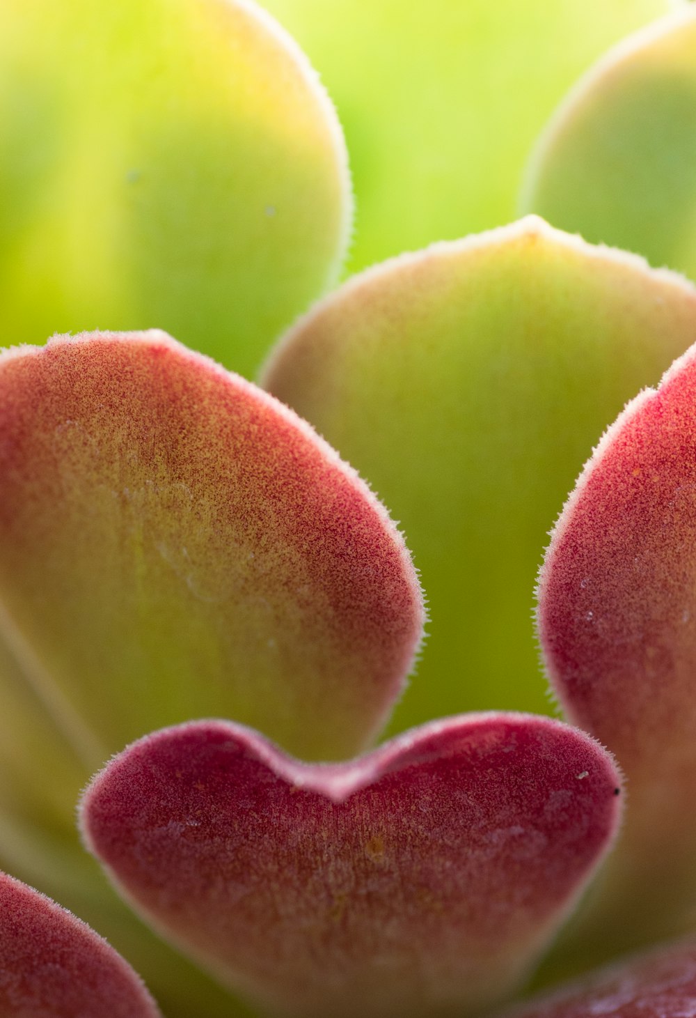 a close up of a flower with a heart shaped center