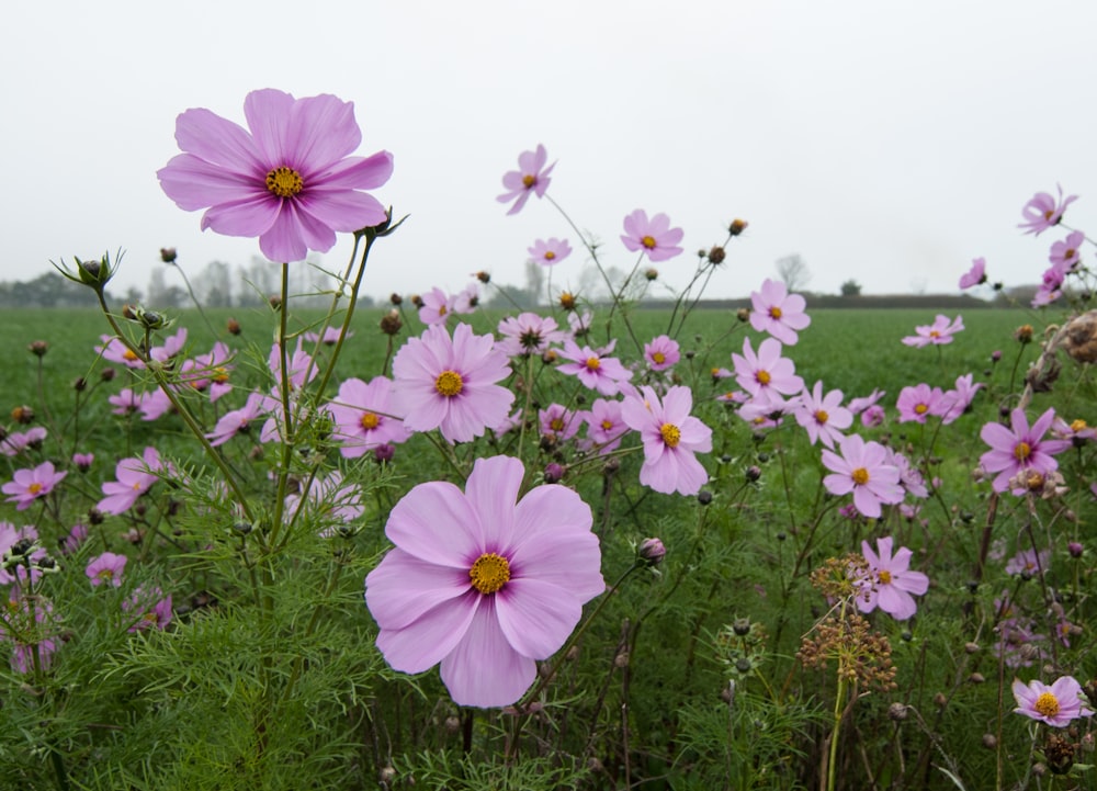 a field full of purple flowers on a cloudy day