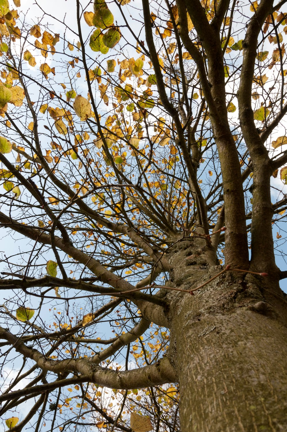 a tall tree with lots of leaves on it