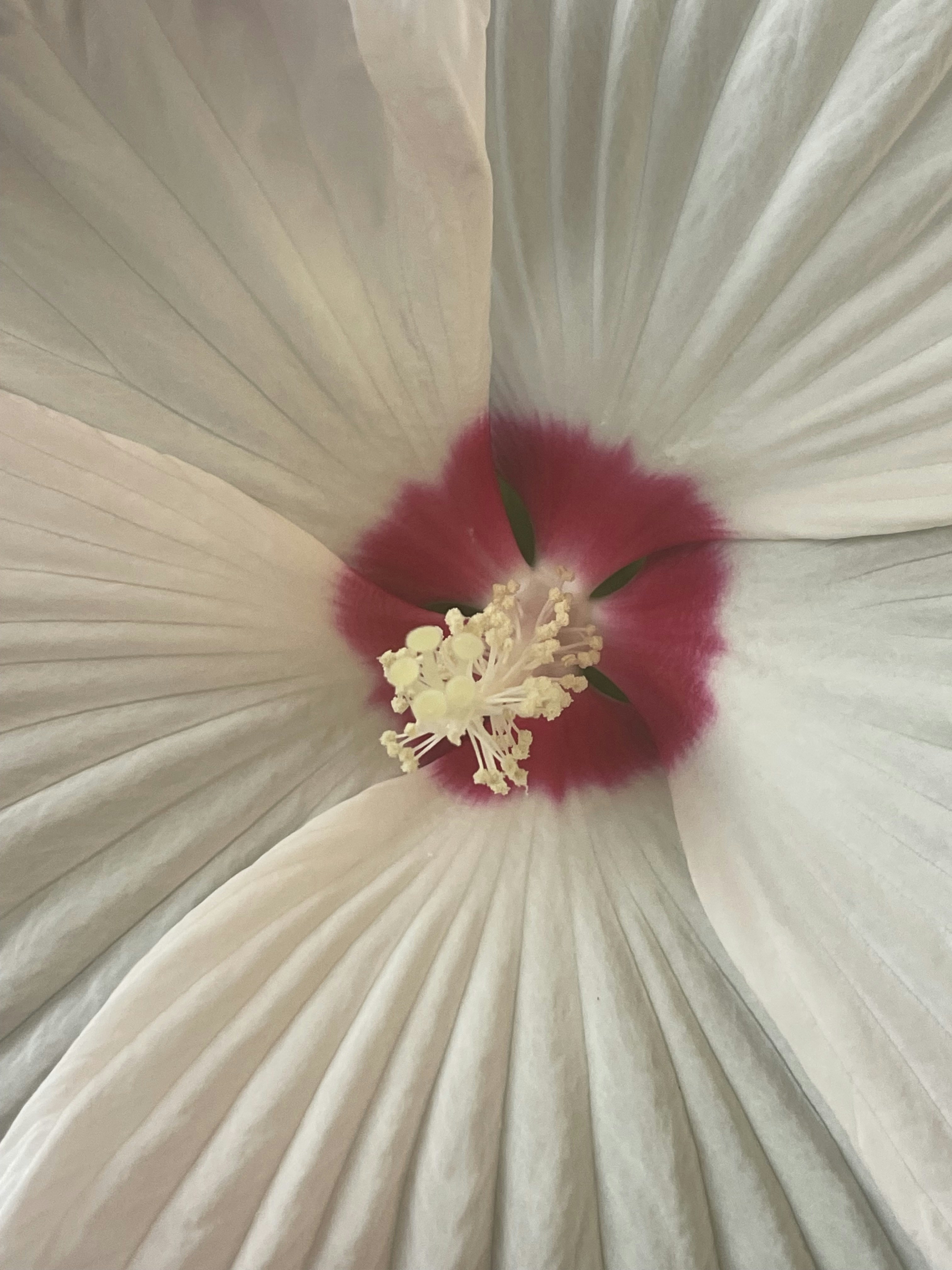 eine große weiße Blume mit roter Mitte