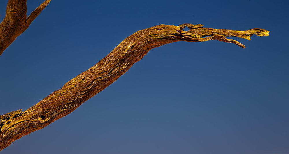 a tree branch with a bird perched on top of it