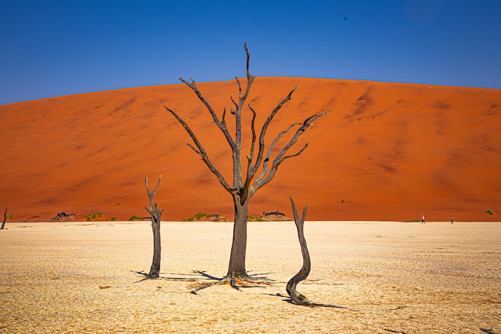 two dead trees in the desert with a sand dune in the background