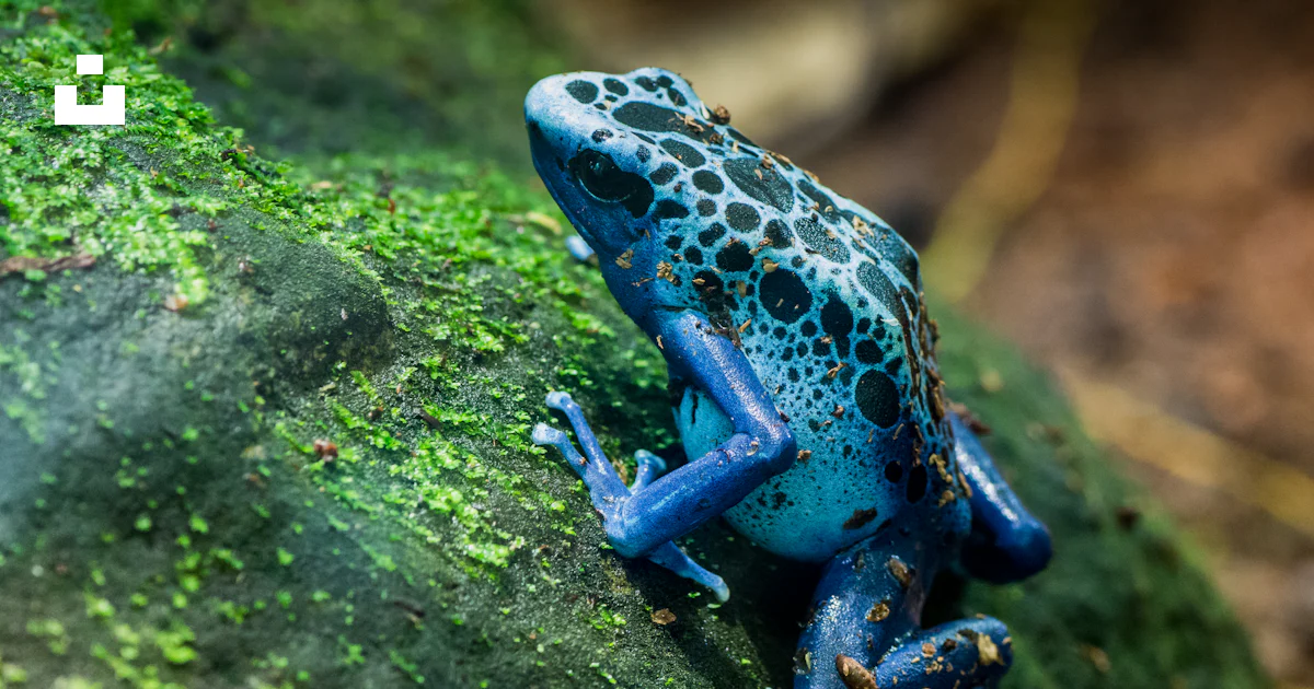 Aa Rana Una rana azul y verde sentada en una roca cubierta de musgo foto ...