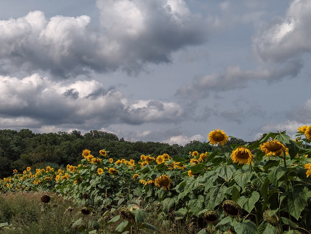 a field of sunflowers under a cloudy sky