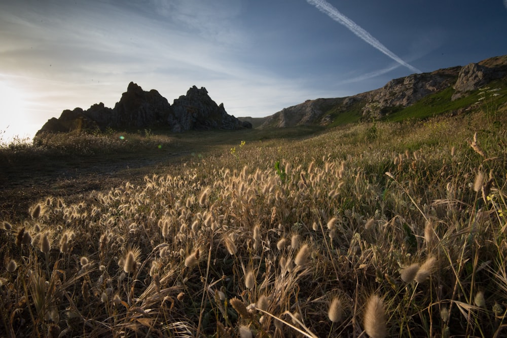 a grassy field with rocks in the background