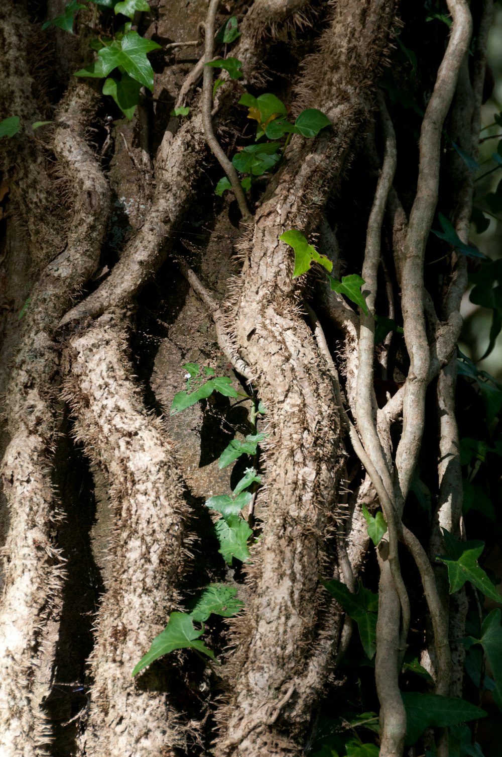 a large tree with vines growing on it's sides