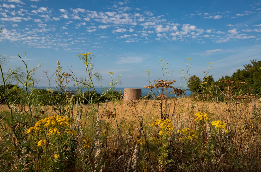 a field with tall grass and yellow flowers