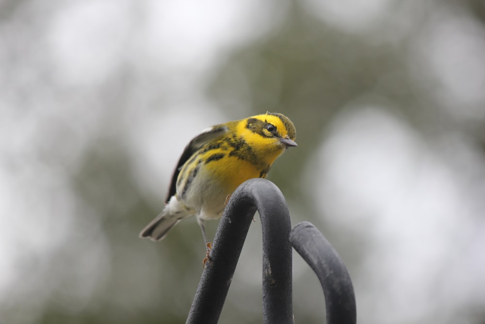 a yellow and black bird sitting on a metal fence