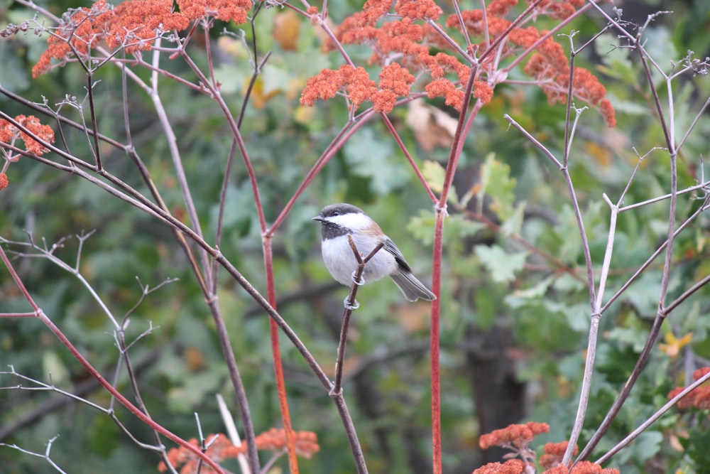 a small bird perched on top of a tree branch