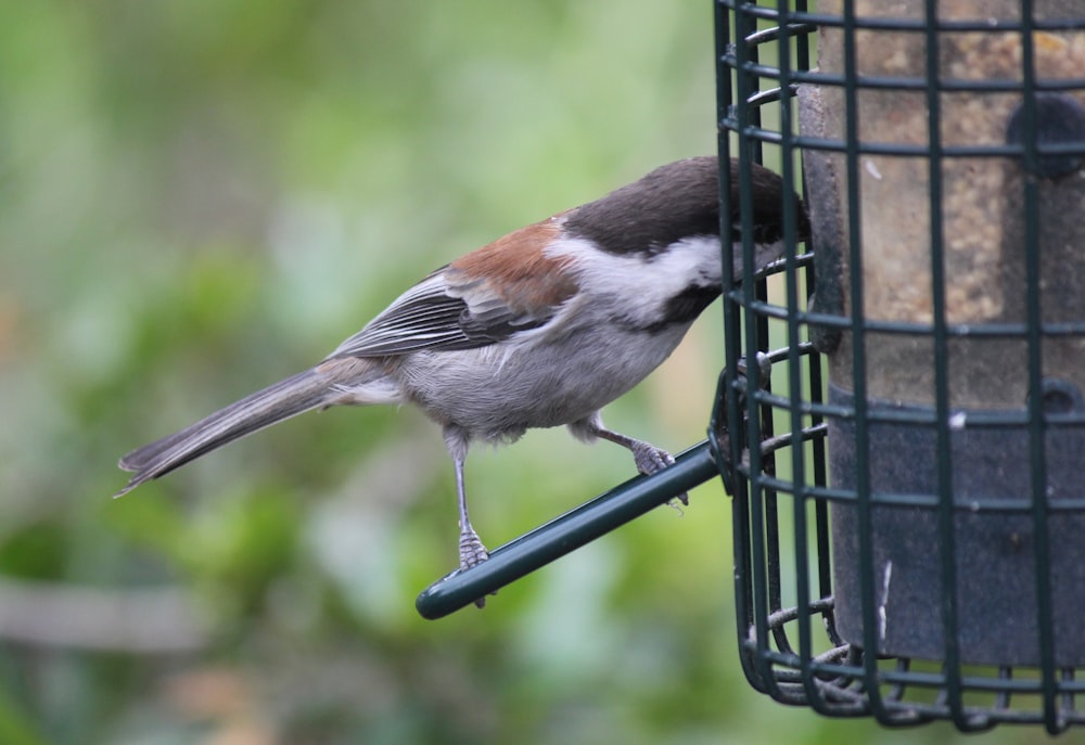 a bird that is standing on a bird feeder