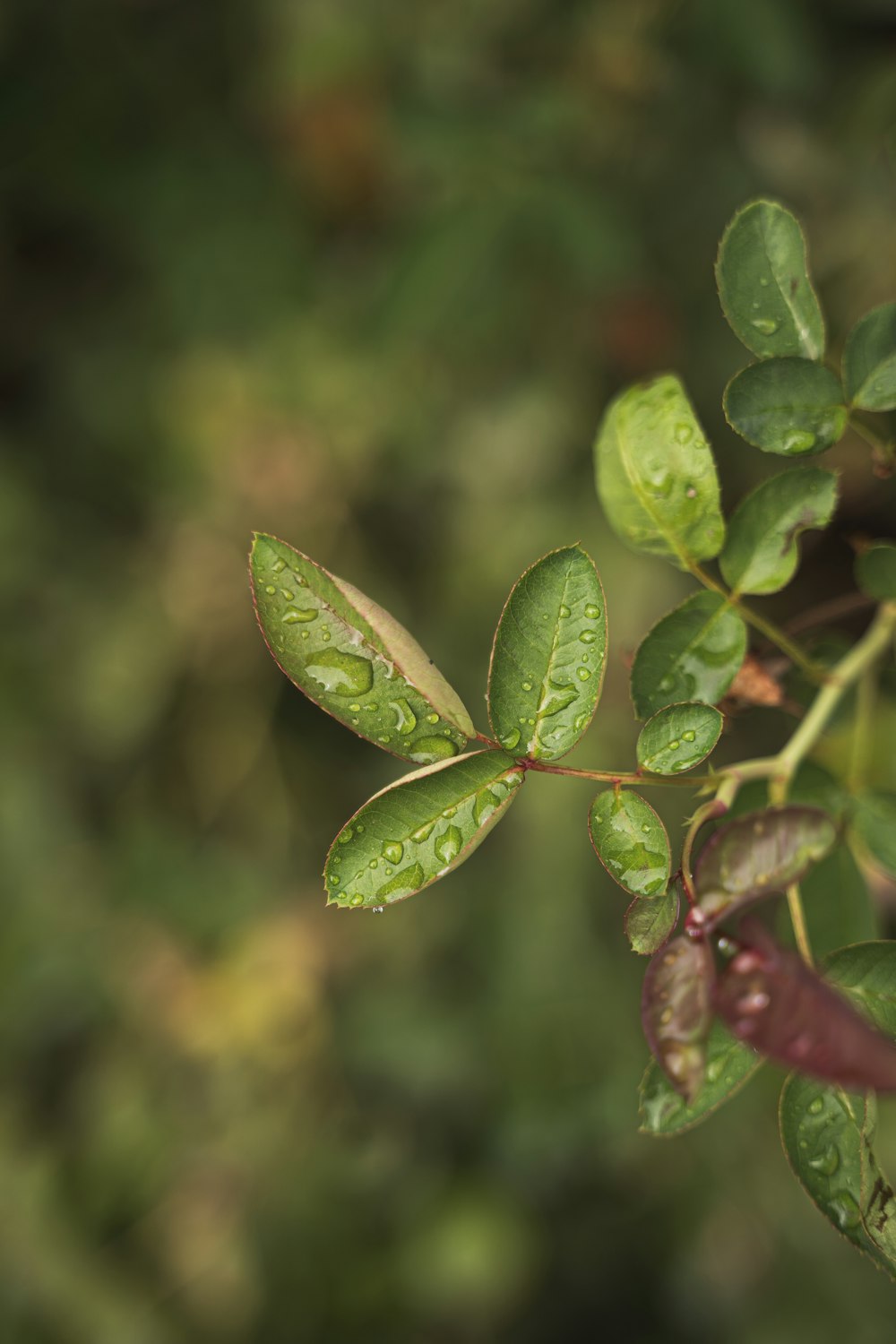 a close up of a leaf with water drops on it