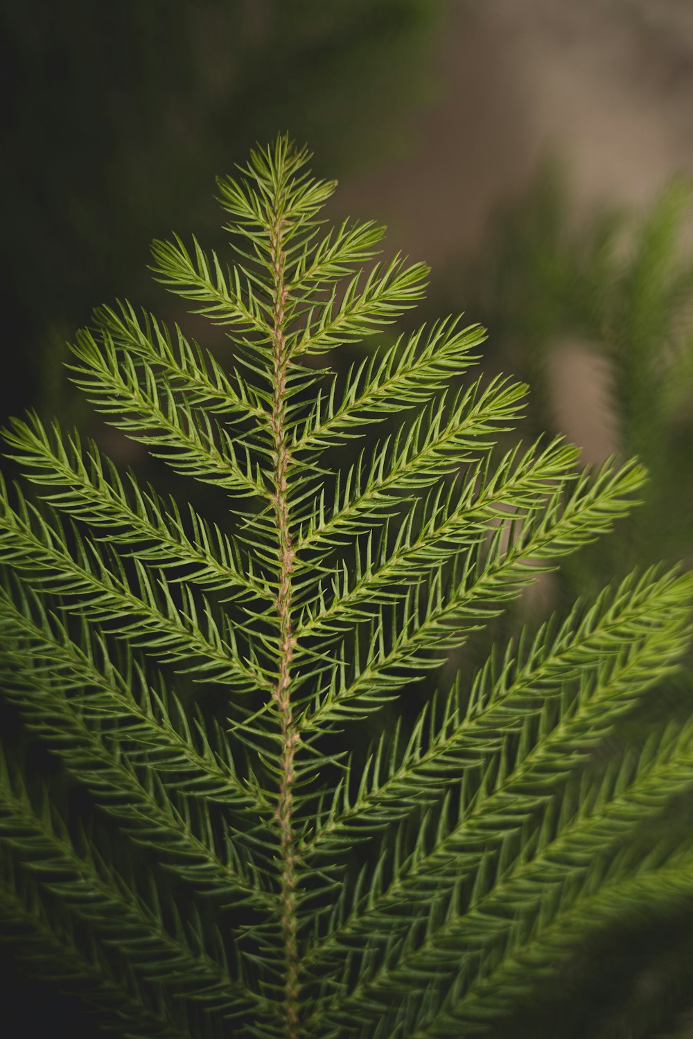 a close up of a pine tree branch