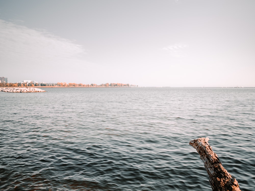 a tree branch sticking out of the water