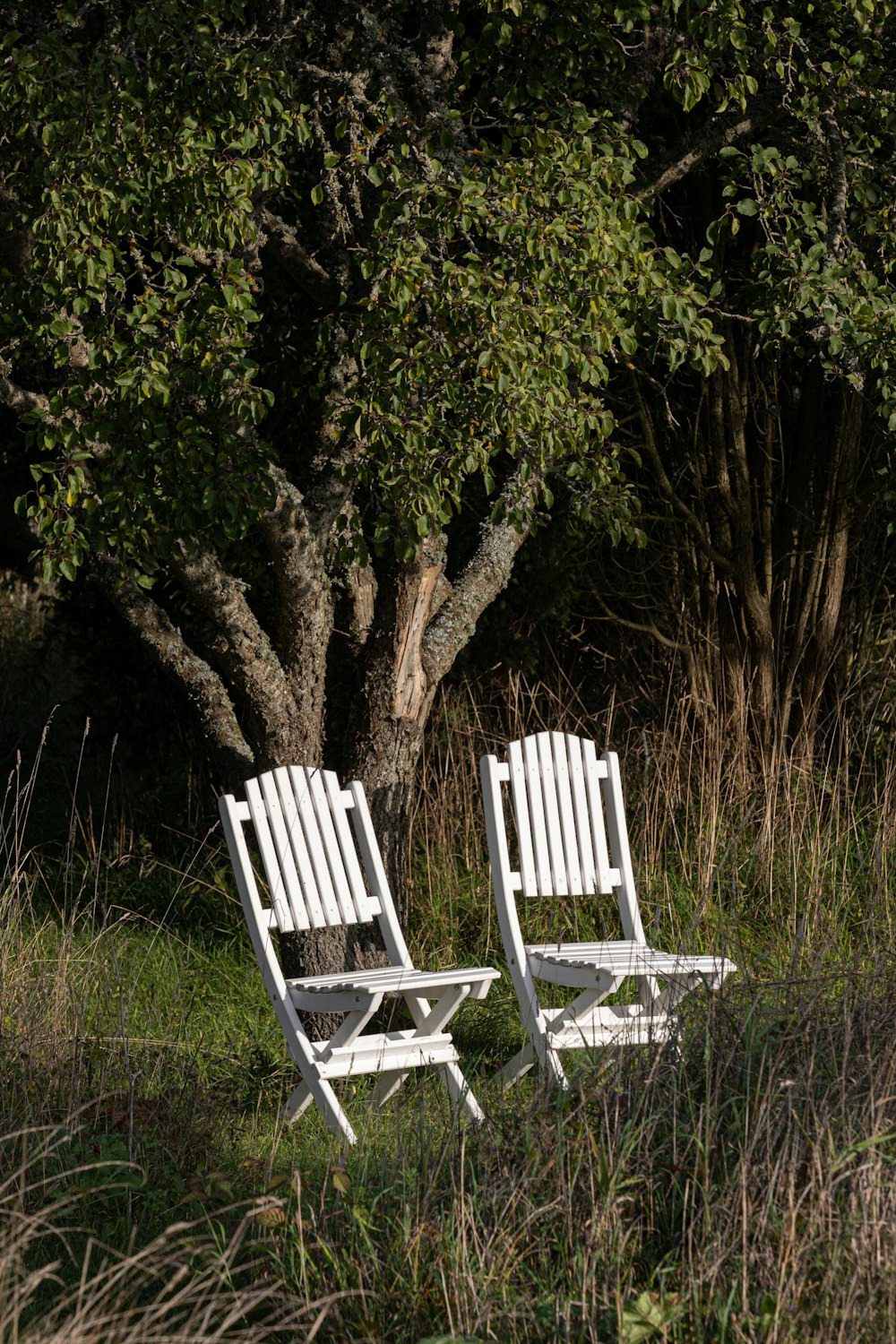 ein paar weiße Stühle, die neben einem Baum sitzen