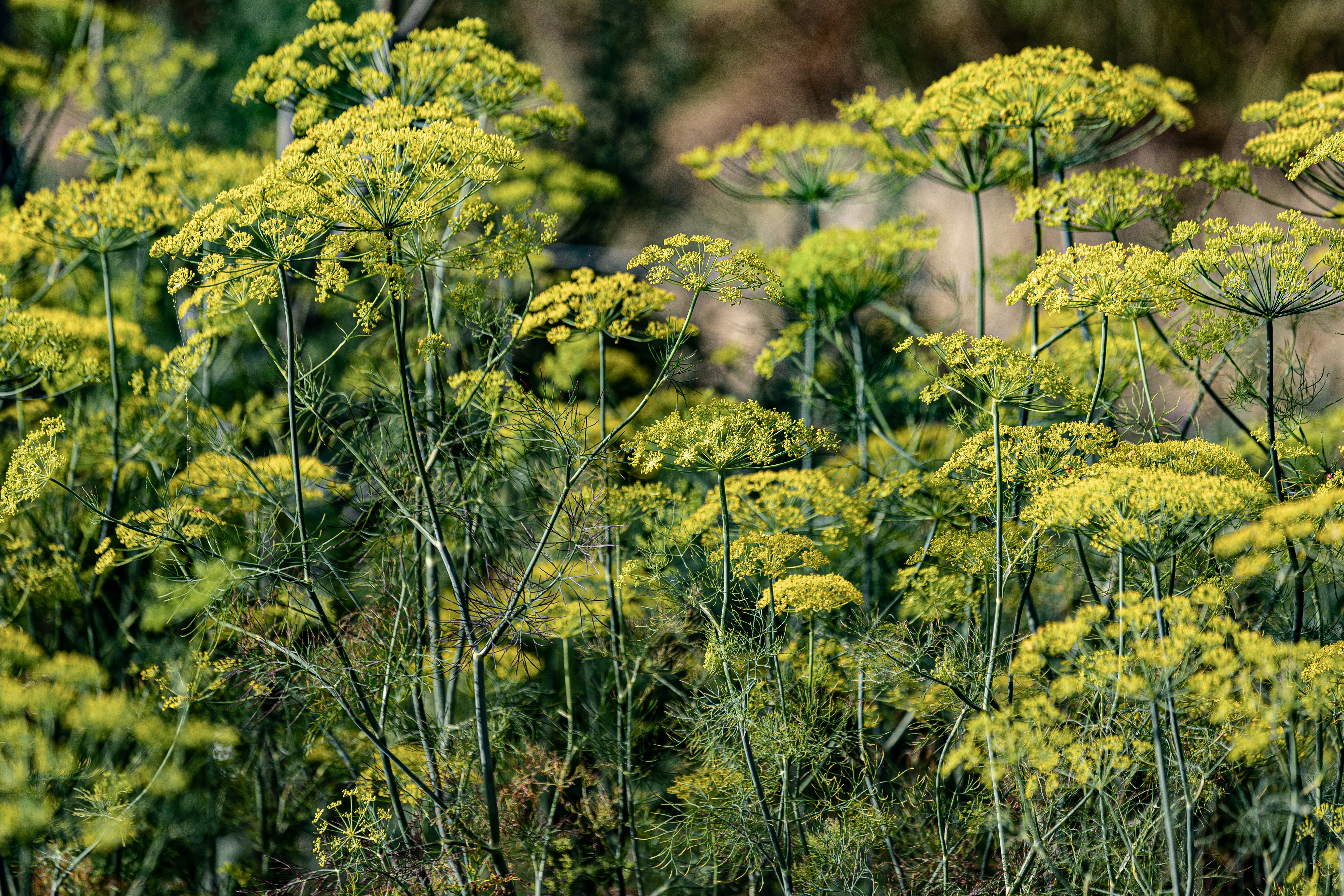 a bunch of yellow flowers in a field