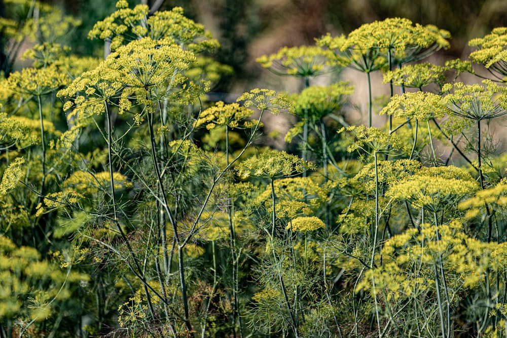 Un ramo de flores amarillas en un campo