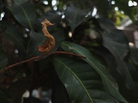 A dry, curled leaf is perched delicately on a thin branch, surrounded by large, glossy green leaves in a natural setting.