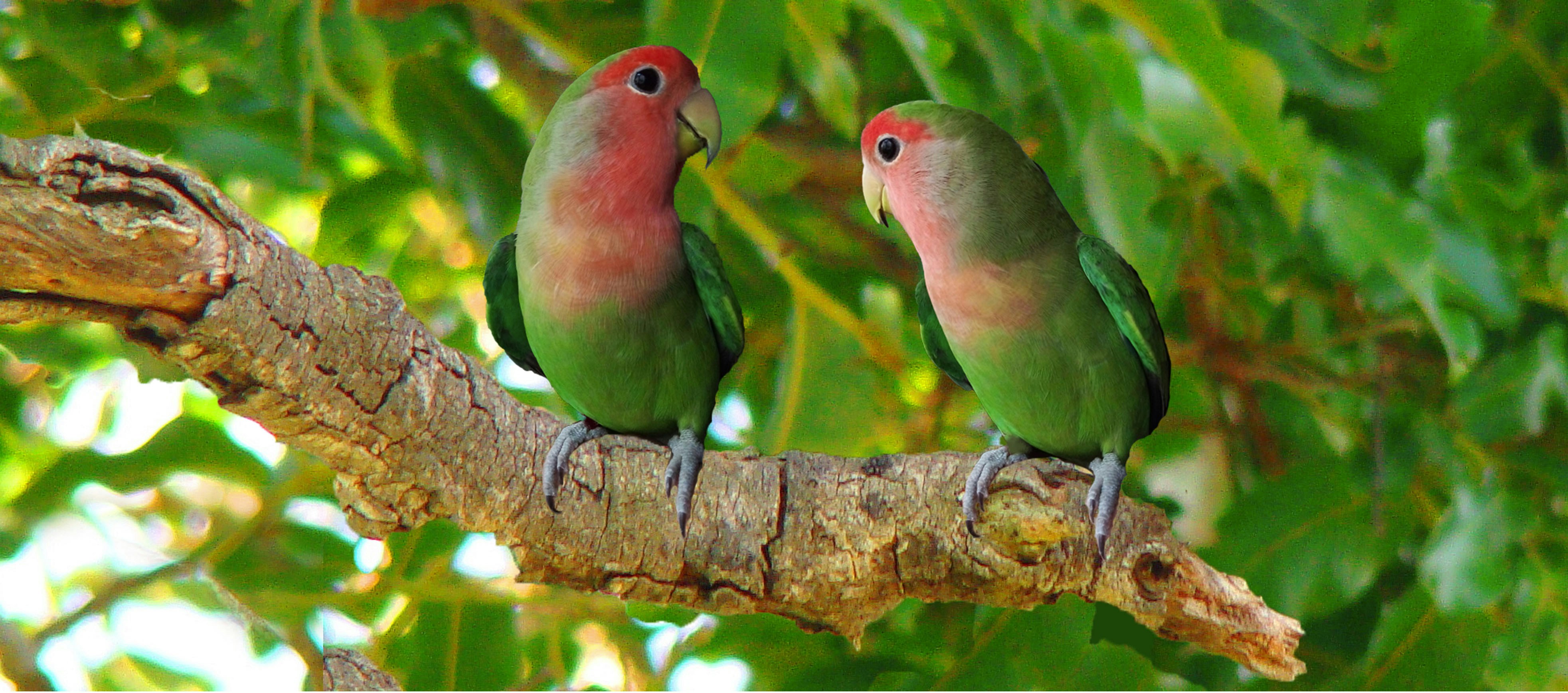 The Peach-Faced Lovebird: The Bold Bundle of Joy (image credits: unsplash)