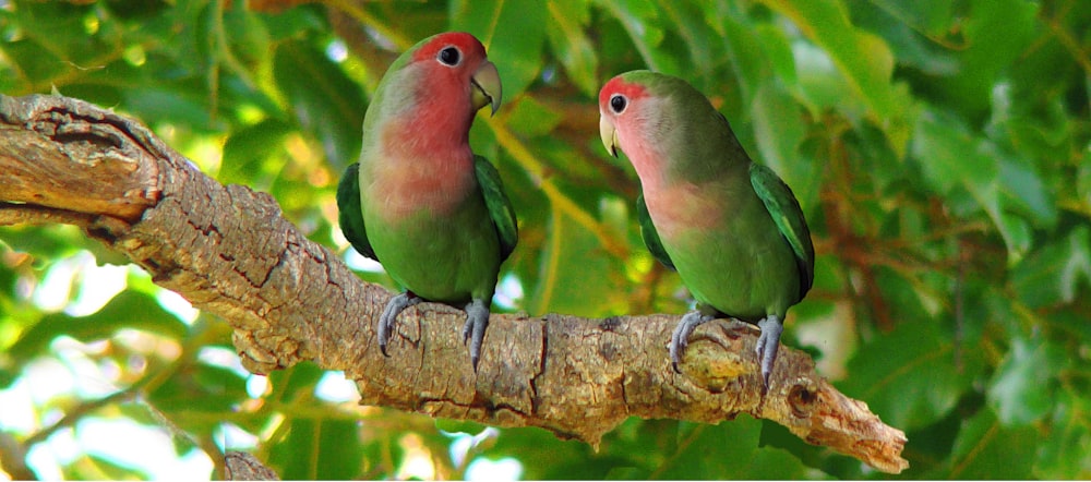 three green and red birds sitting on a tree branch