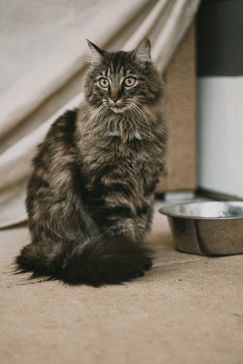 a cat sitting next to a bowl of water