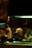 A dimly lit kitchen scene where three chefs are actively preparing food. There is a warm, ambient glow from the overhead lights. One chef is cooking at the stove, while another is working with utensils beside him. The kitchen is equipped with various utensils and ingredients, and there is a visible monitor displaying data or orders.