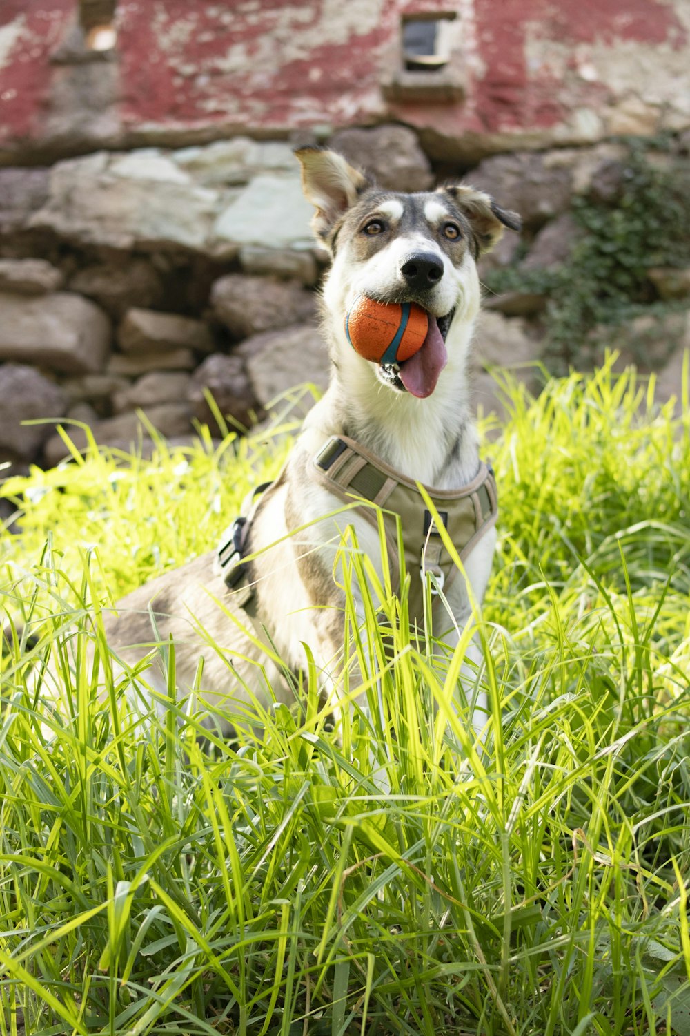 um cão deitado na grama com uma bola na boca