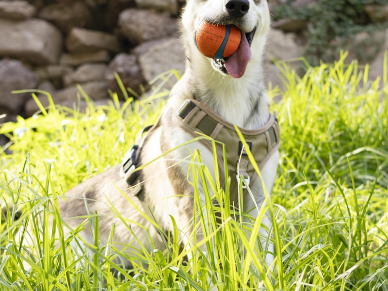 a dog laying in the grass with a ball in its mouth