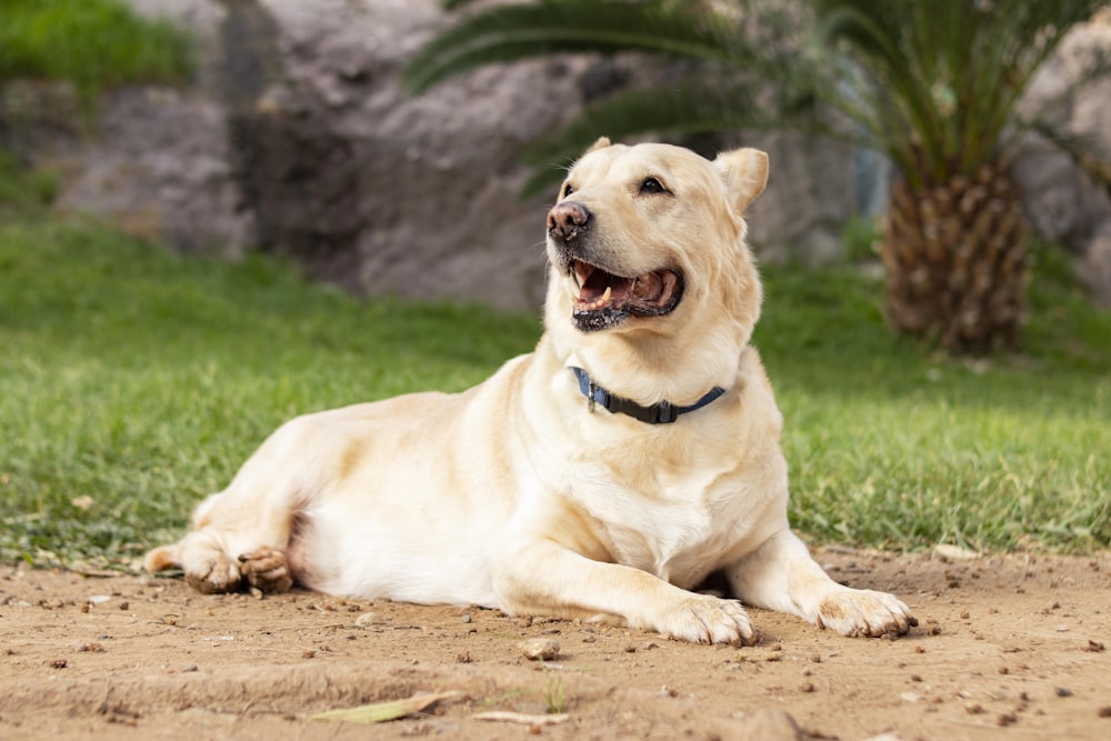 a dog laying on the ground with its mouth open