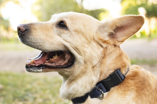 A happy pet owner uploading a photo of their dog on a user-friendly profile page.