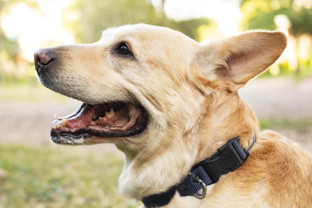 a close up of a dog with its mouth open