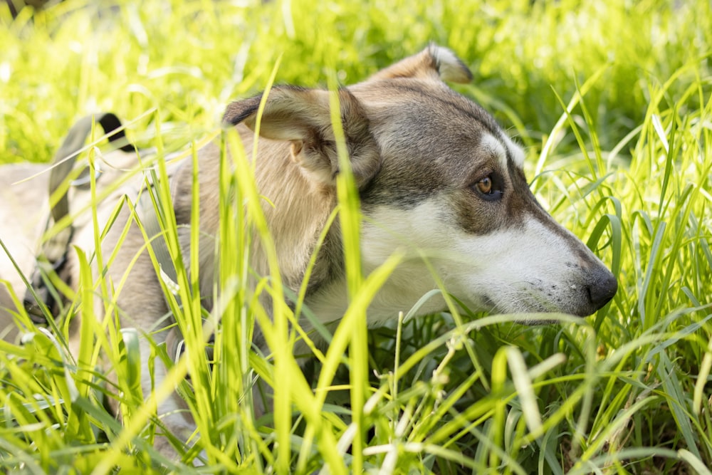 a brown and white dog laying on top of a lush green field